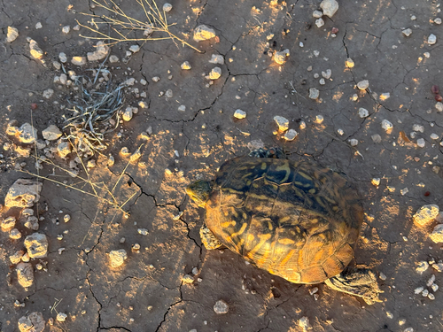 Ornate Box Turtle observed by charles_hines