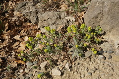 Cruciata taurica