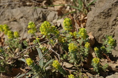 Cruciata taurica