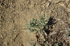 Matthiola odoratissima