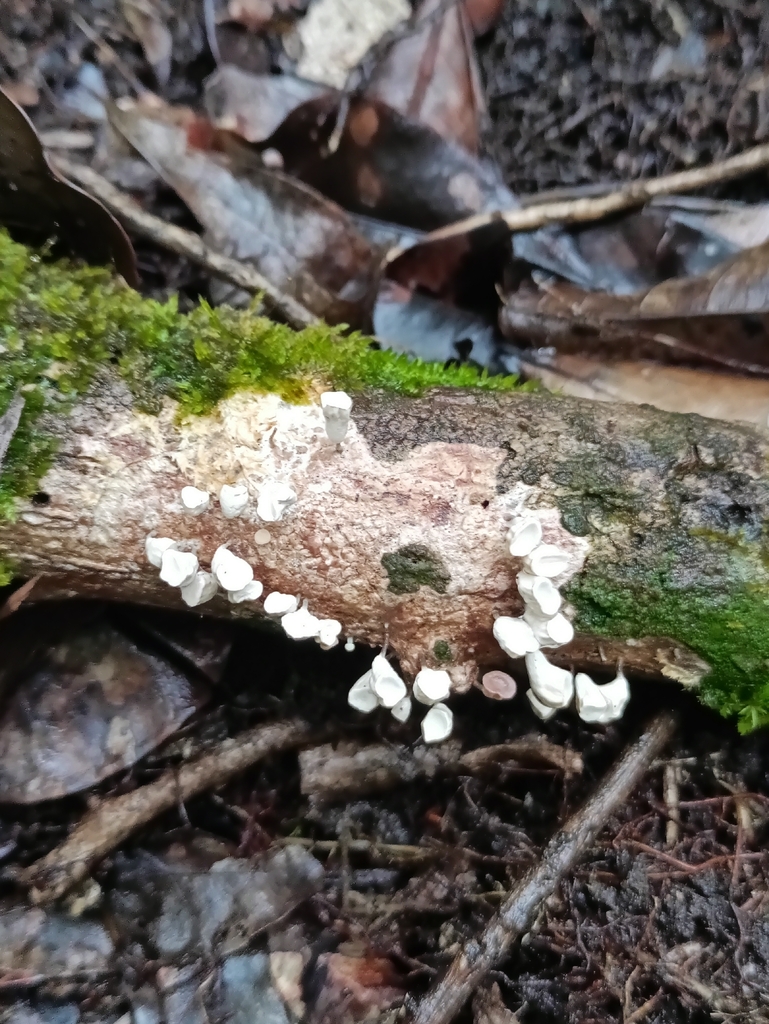Gymnopus montagnei · April 2026 · photo: © guillaume_delaitre (iNaturalist, cc-by)