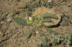 Astragalus utriger