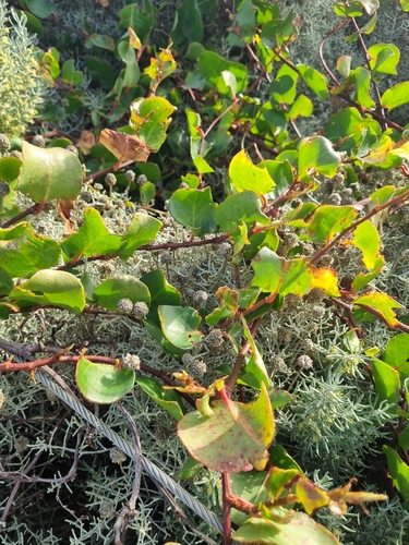 Muehlenbeckia adpressa, photograph 2