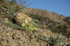 Astragalus utriger