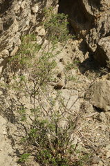 Hippocrepis emerus emeroides