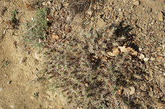 Astragalus arnacantha