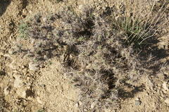 Astragalus arnacantha