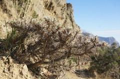 Astragalus arnacantha