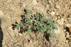 Hedysarum candidum