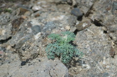 Seseli gummiferum