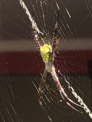 Argiope