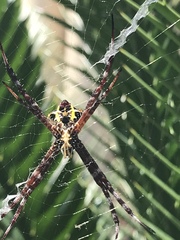 Argiope