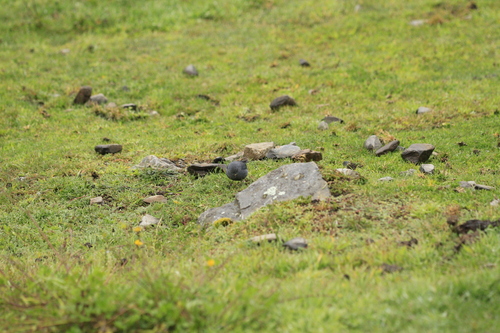 Plumbeous Sierra Finch (Geospizopsis unicolor), photo 4