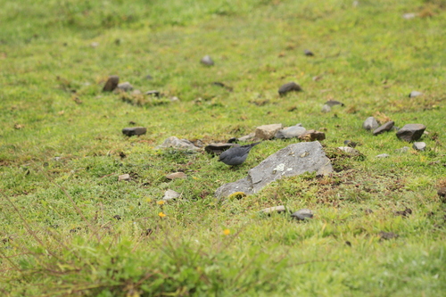 Plumbeous Sierra Finch (Geospizopsis unicolor), photo 10