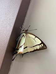 Polyura narcaea meghaduta