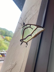 Polyura narcaea meghaduta