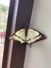 Polyura narcaea meghaduta
