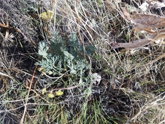 Lomatium austiniae