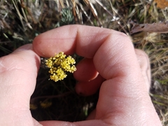 Lomatium austiniae