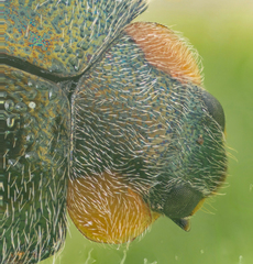 Exochomus metallicus