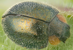 Exochomus metallicus
