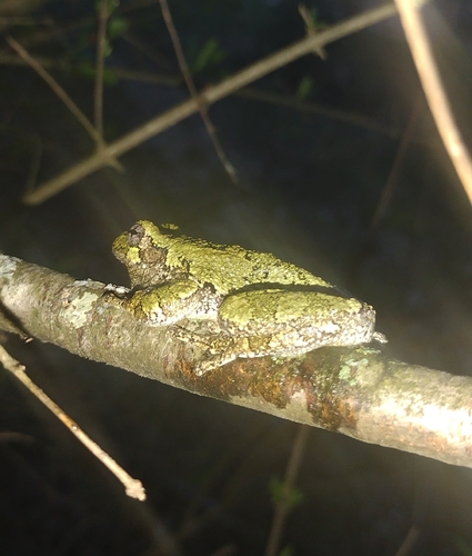 Gray Treefrog observed by swords