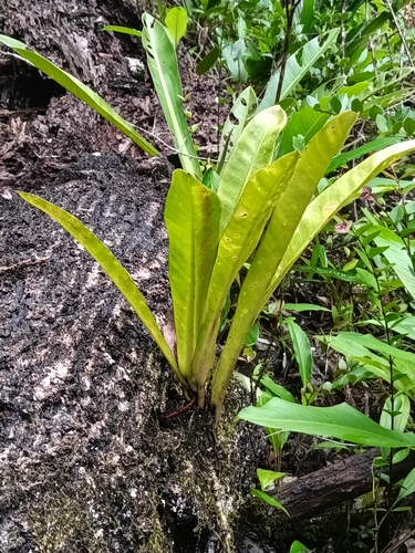 Philodendron linnaei, photograph 1