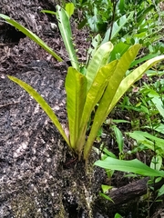 Philodendron linnaei, photograph (c) Guillaume Delaitre, some rights reserved (CC BY)
