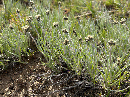 Antennaria stenophylla observed 2026-04-17