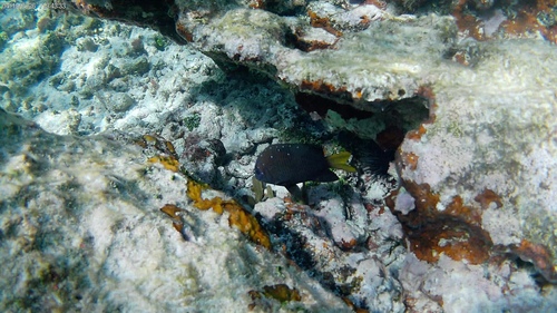 Microspathodon chrysurus