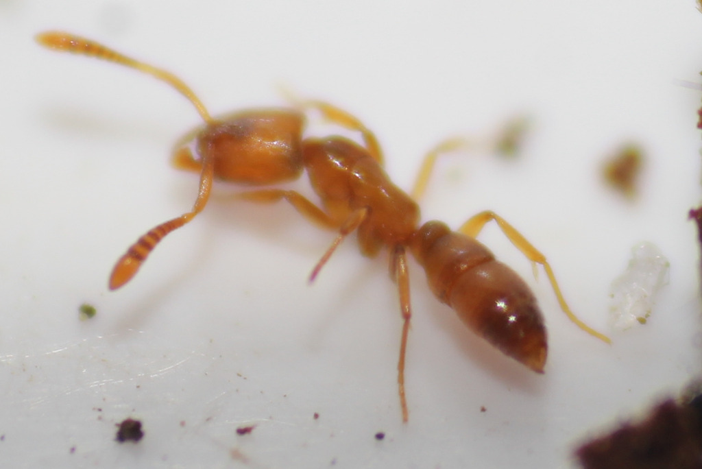 Common Crypt Ant from Palm Beach County, FL, USA on April 16, 2026 by ...