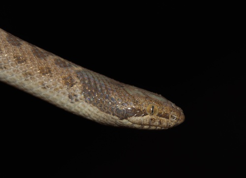 Coast Night Snake