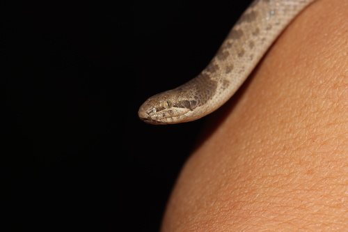 Coast Night Snake