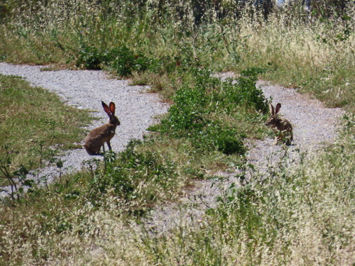 Black-tailed Jackrabbit observed by kbrily786