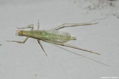 Oecanthus leptogrammus