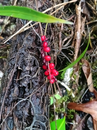 Anthurium gracile, photograph 1