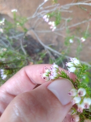 Erica phillipsii