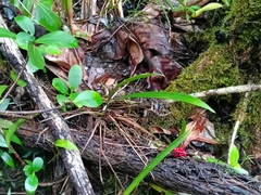Anthurium gracile, photograph (c) Guillaume Delaitre, some rights reserved (CC BY)