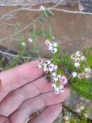 Erica phillipsii