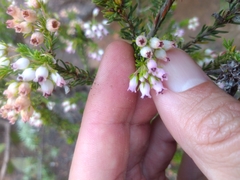 Erica phillipsii