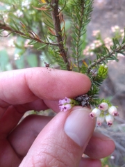 Erica phillipsii