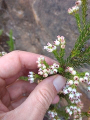 Erica phillipsii