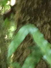 Microsorum pustulatum pustulatum