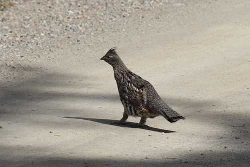 Ruffed Grouse observed by selwell