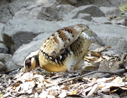Bar-backed Partridge (Arborophila brunneopectus), photo 3