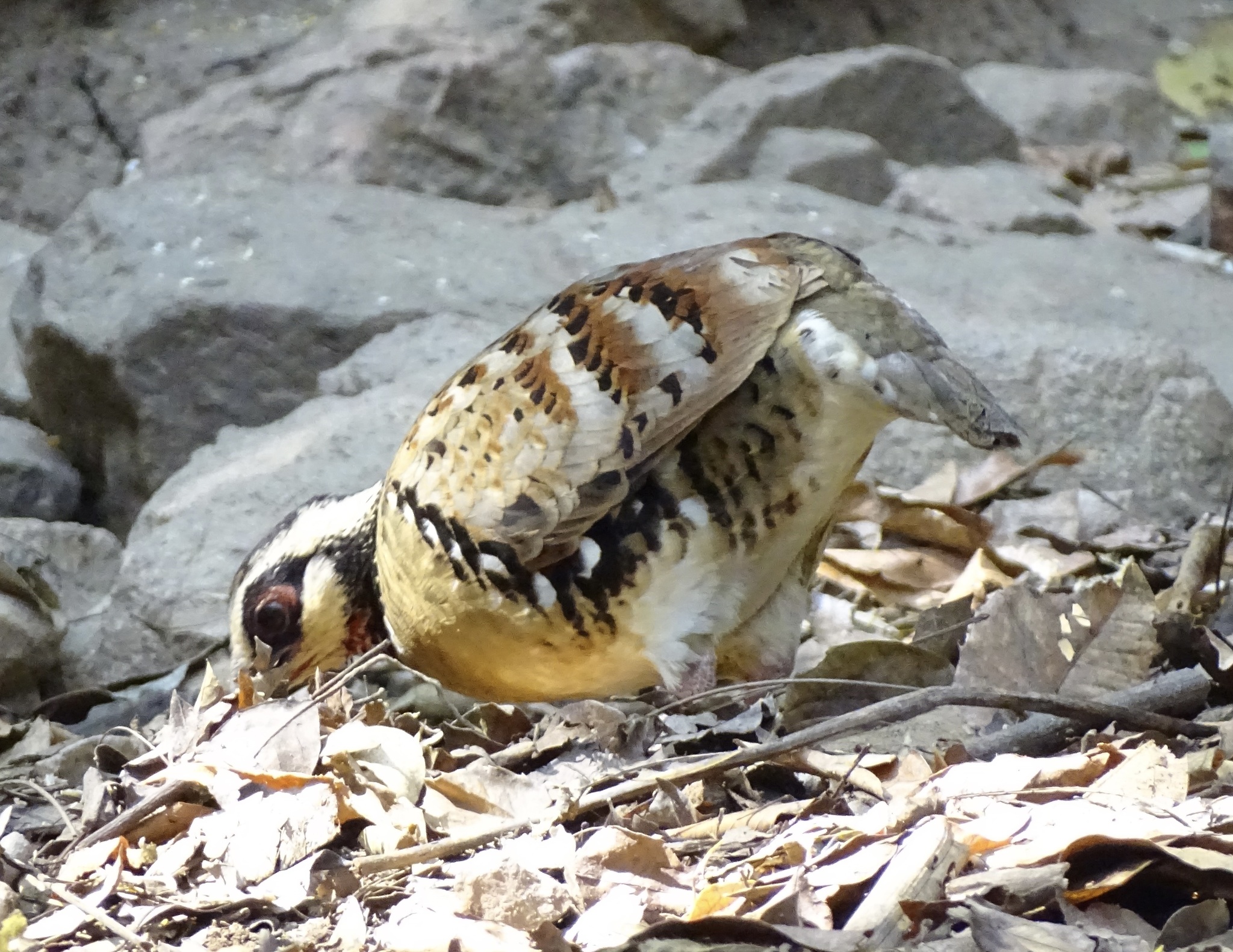 Bar-backed Partridge (Arborophila brunneopectus), photo 5