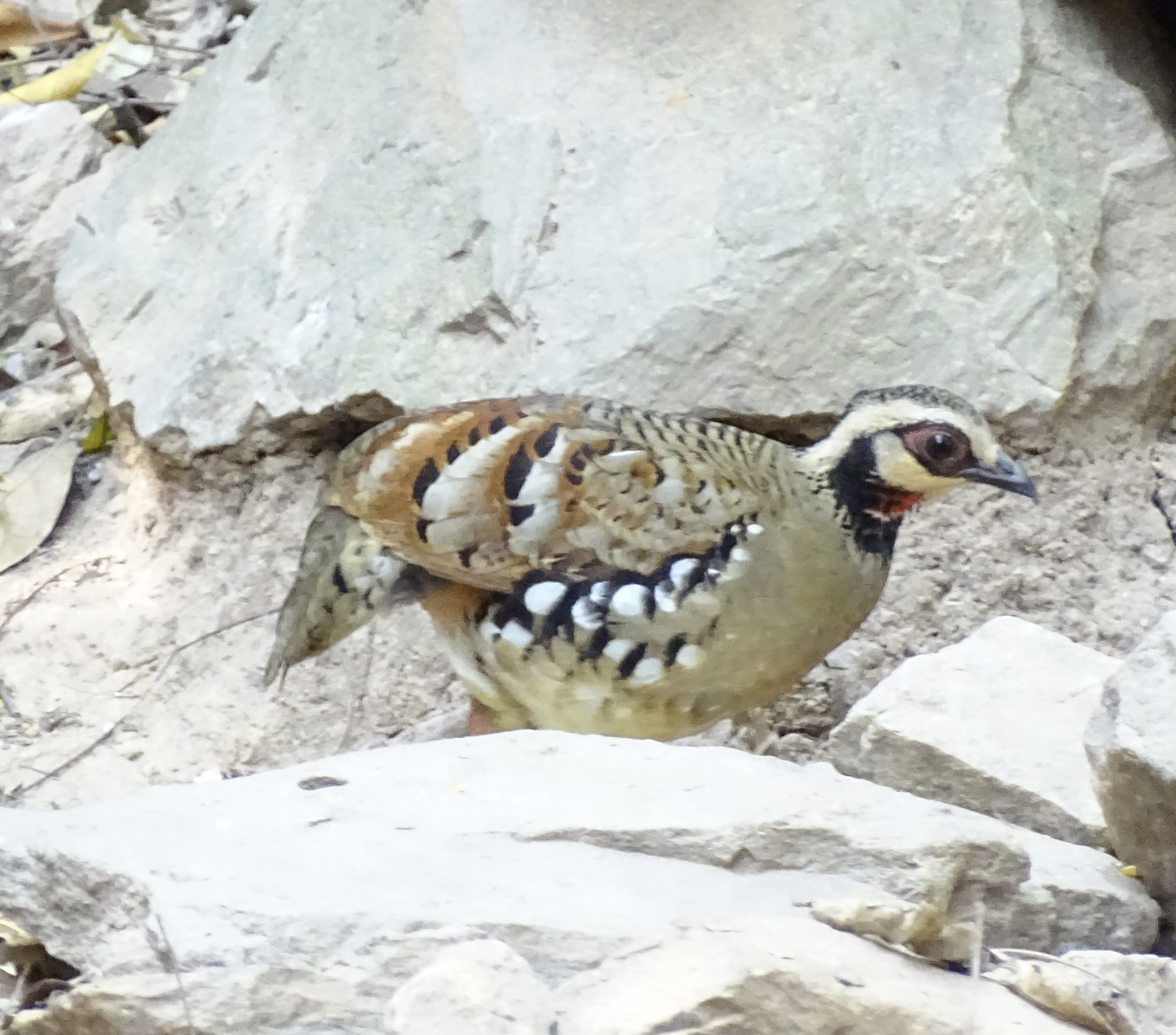 Bar-backed Partridge (Arborophila brunneopectus), photo 6