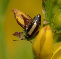 Calomicrus circumfusus