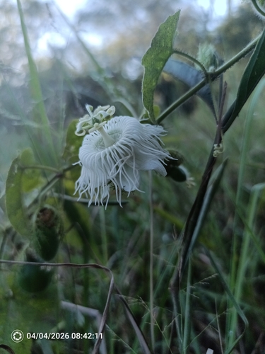 Passiflora foetida iNat (1)