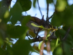 Conopophila albogularis